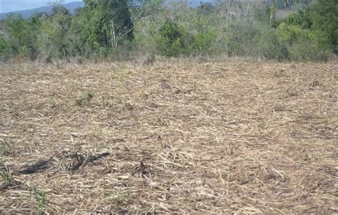 philippines dry season 2024|DOST officially declares start of dry season.